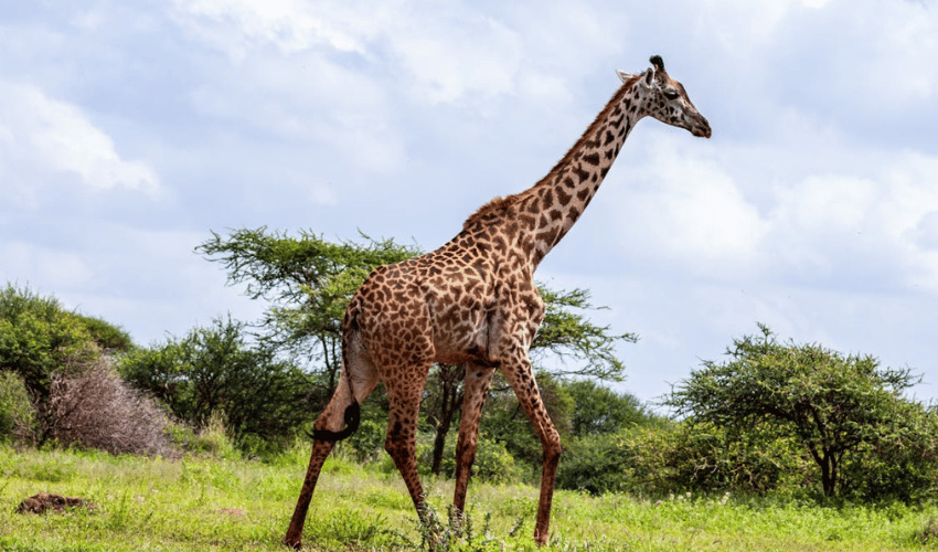 Kenya