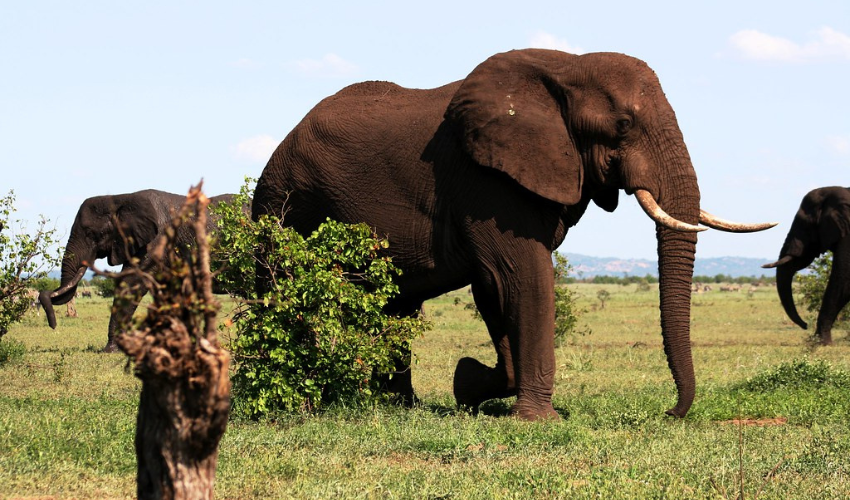 Kruger National Park South Africa