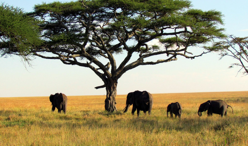Serengeti National Park, Tanzania